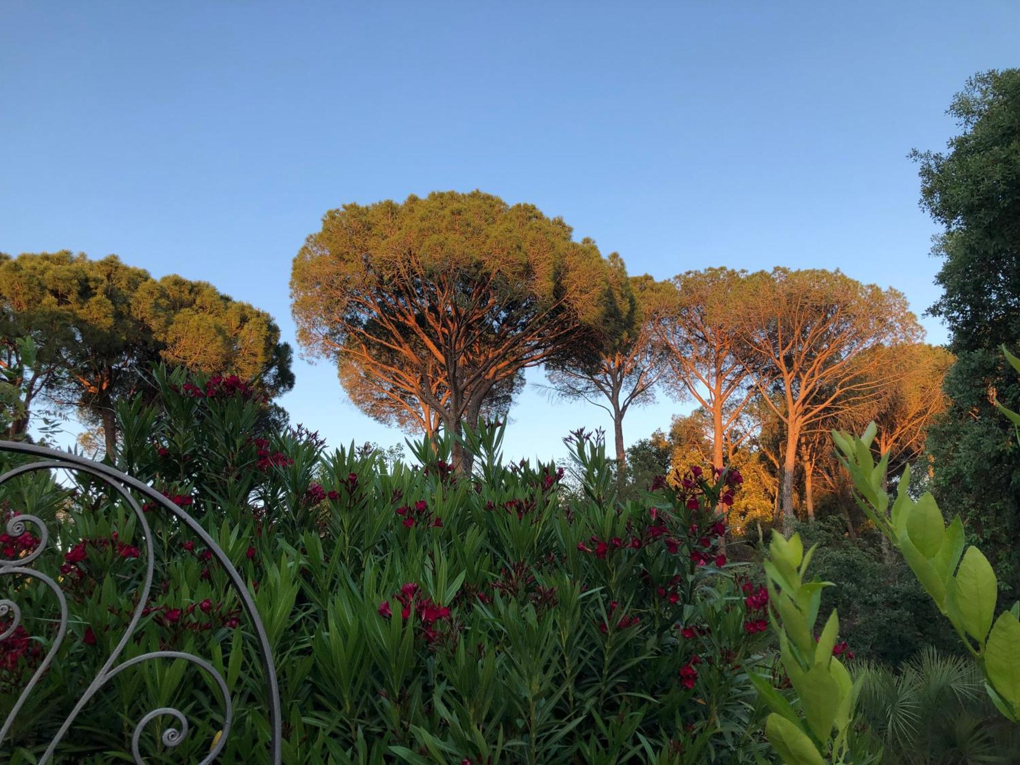 Sous Les Pins Parasols Vidauban Ngoại thất bức ảnh